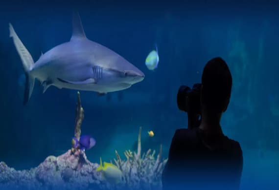 Kelly Tarltons Sea life Aquarium Entry- 0