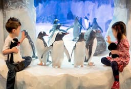 Kelly Tarltons Sea life Aquarium Entry- 0