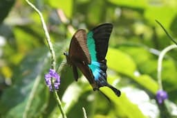 Butterfly conservatory of Goa