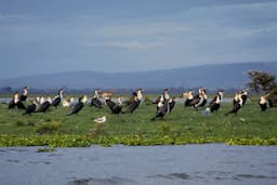 Cormorants on Lake Naivesha