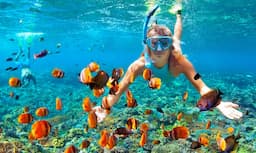 Go Snorkeling