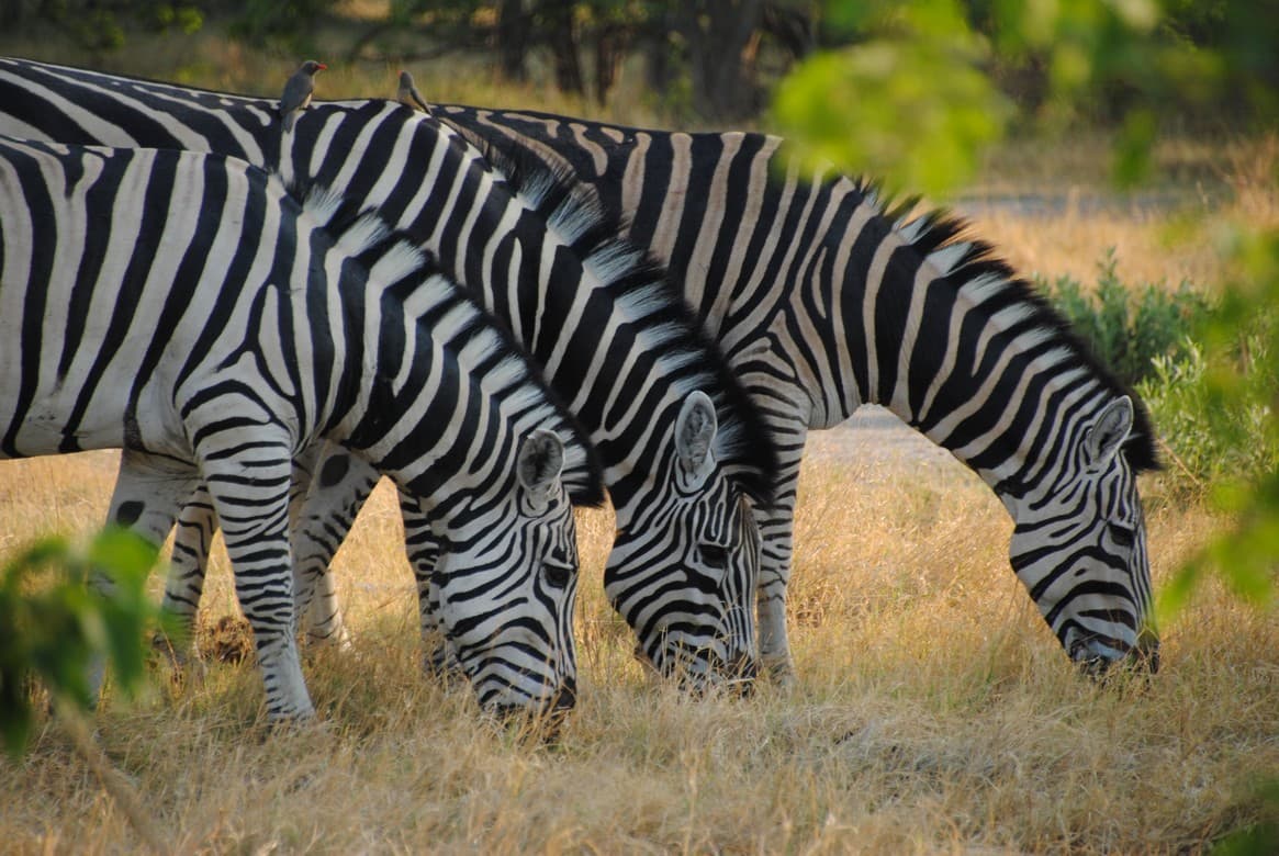 Moremi Game Reserve Botswana
