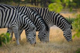 Moremi Game Reserve Botswana