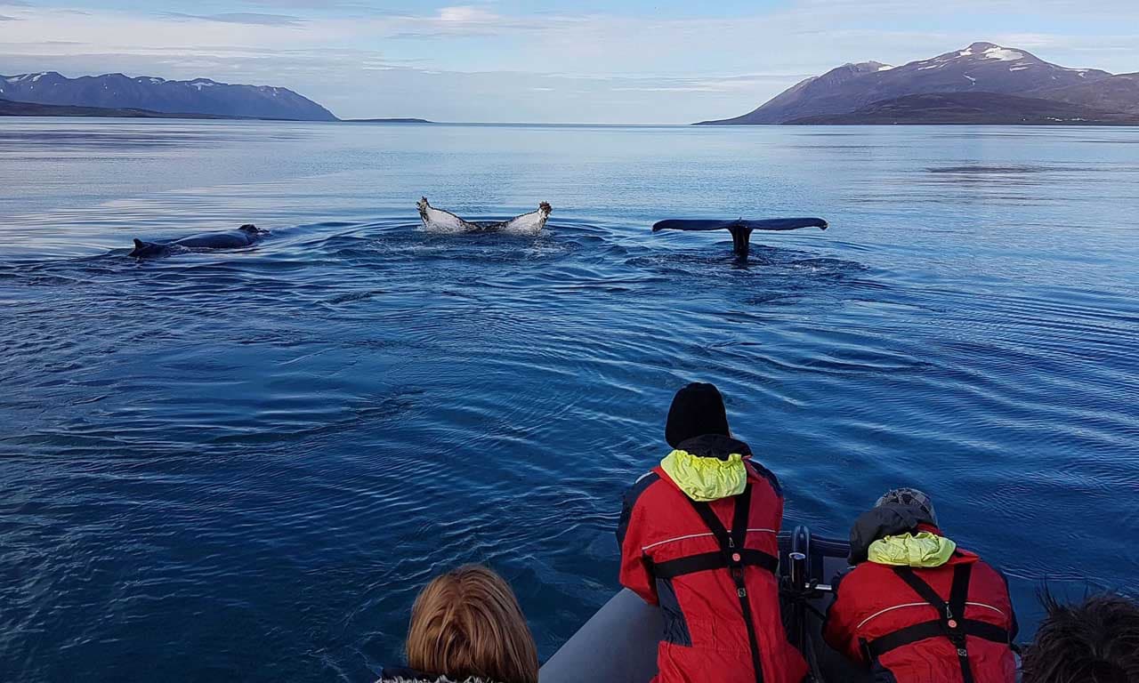 Whale Watching Tour