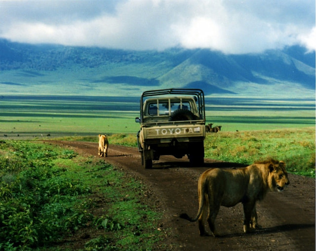 251 330 ngorogoro