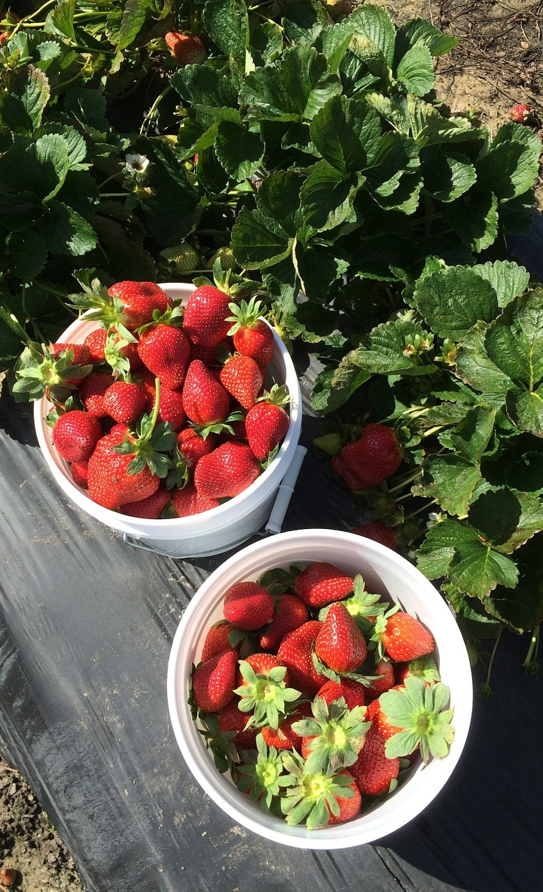 Relish Strawberries at Adma Agro Farm