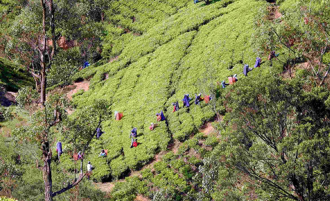 Visit the Tea Factories