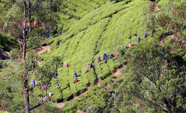 Visit the Tea Factories