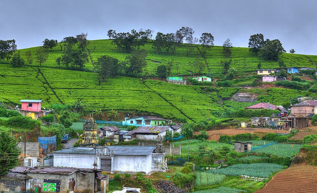 Walk Around the Tea Estates