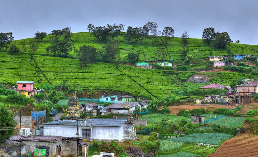 Walk Around the Tea Estates