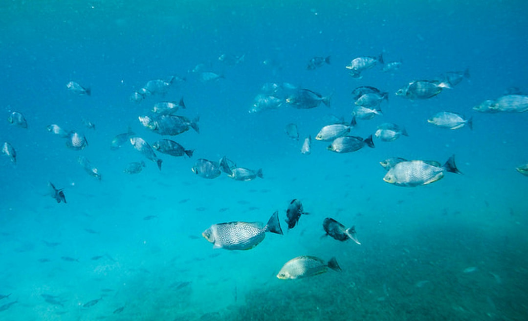 Go Snorkeling at Pigeon Island