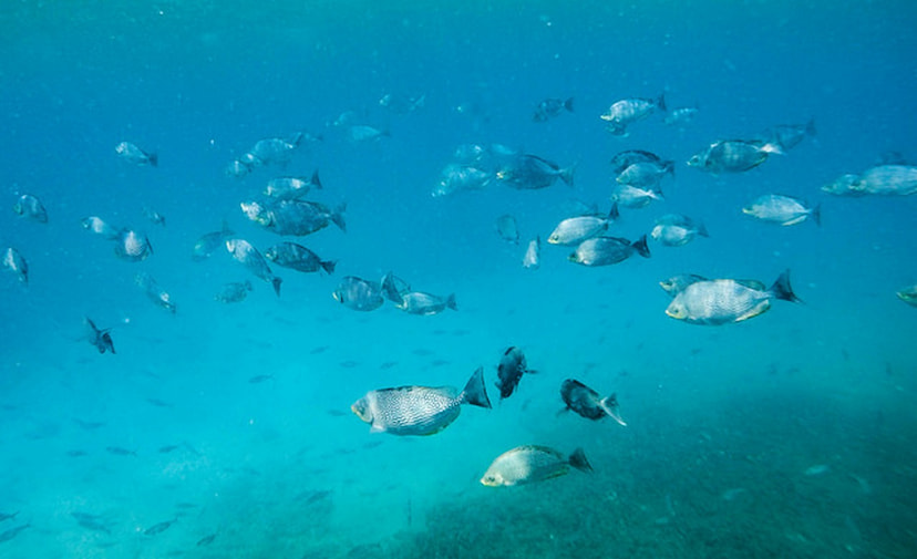 Go Snorkeling at Pigeon Island