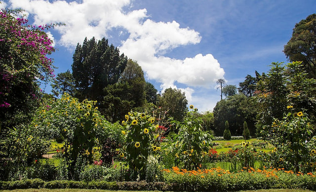 Capture The Indian Blue Robin at Victoria Park