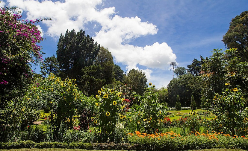 Capture The Indian Blue Robin at Victoria Park