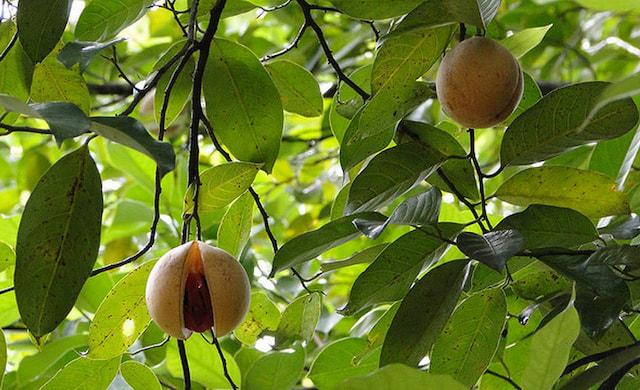 Learn About Spices at a Spice Garden