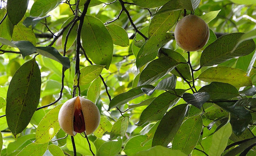 Learn About Spices at a Spice Garden