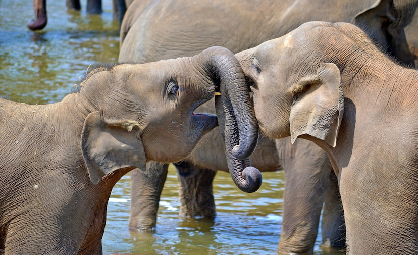 Take an Elephant Ride