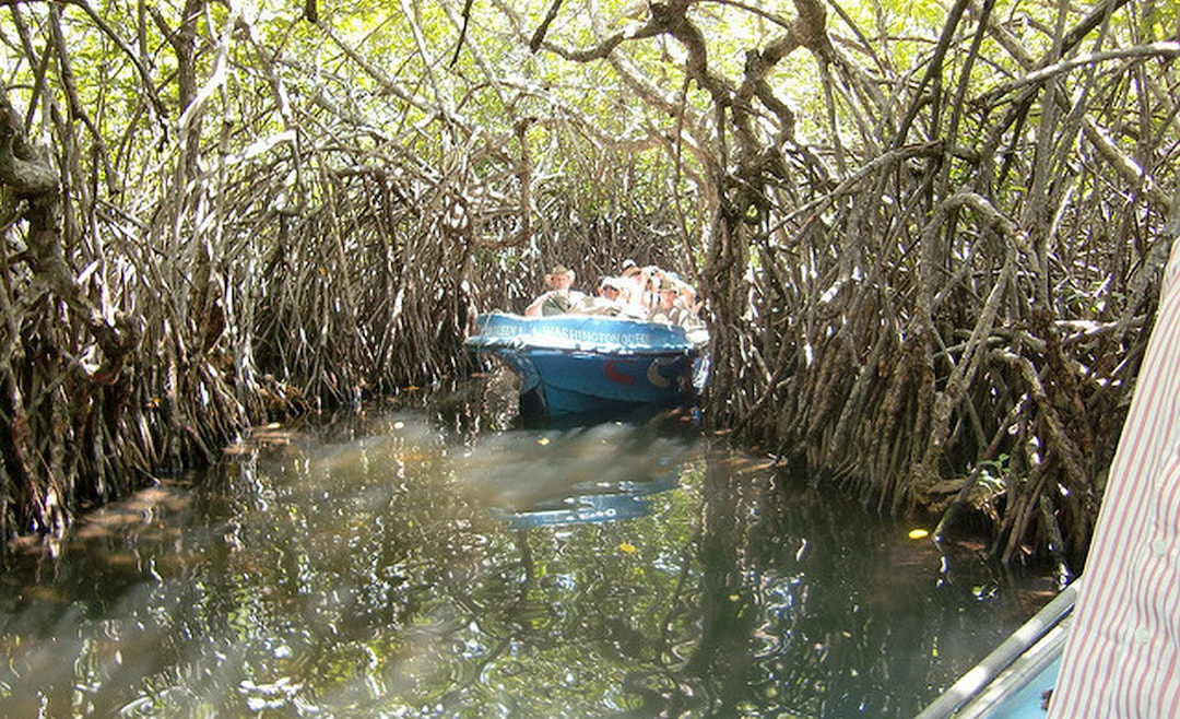 Cruise Through the Mangroves