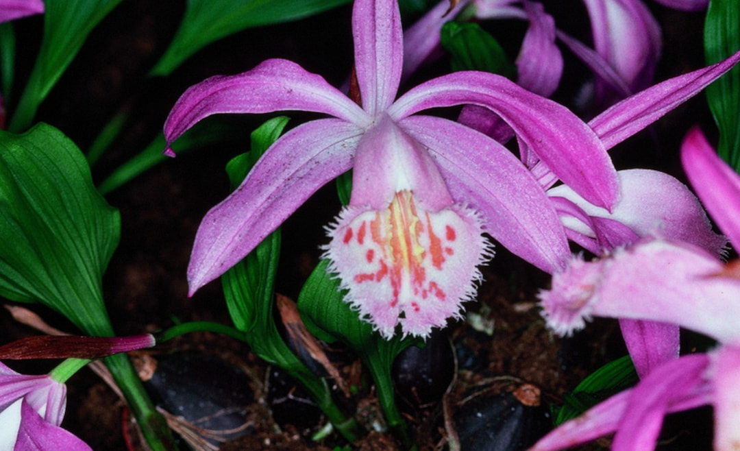 Discover Orchids of Bhutan