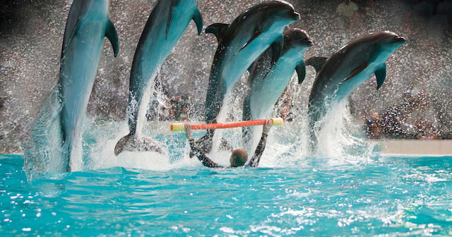 Dubai Dolphinarium