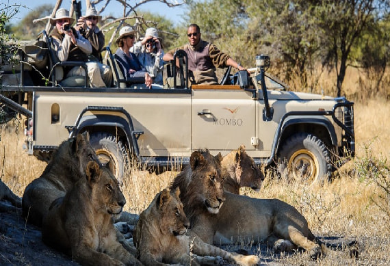 Game Drive in Moremi