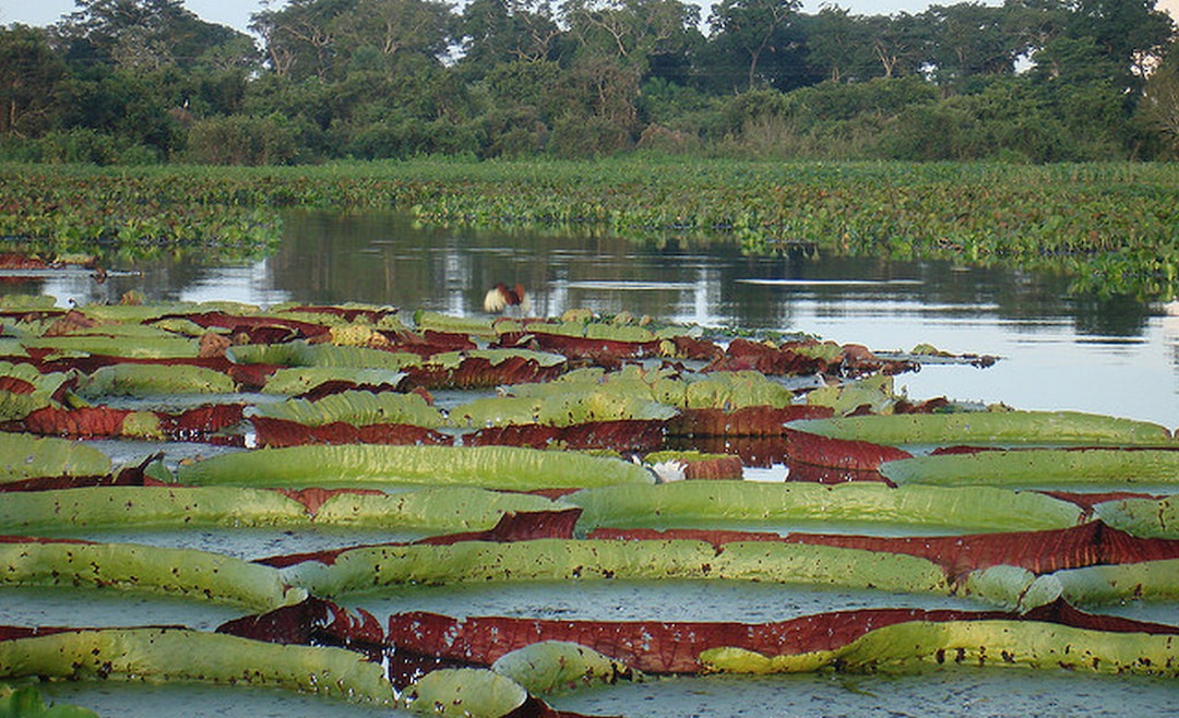 Pantanal