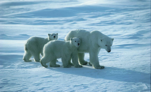 Polar Bears