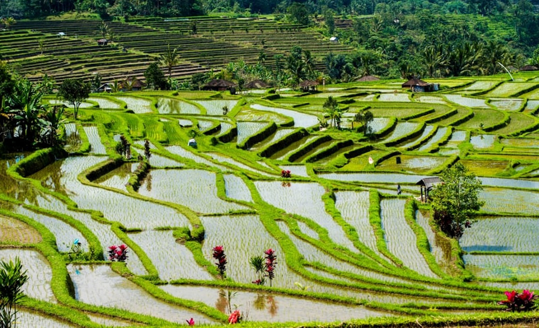 Rice Terrace