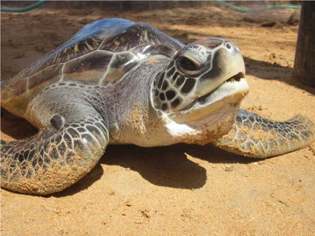 Kosgoda Sea Turtle Conservation Project