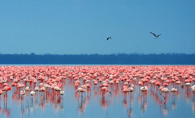 Lake Nakuru National Park (Game Drive)