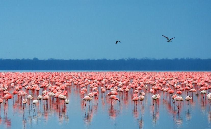 Lake Nakuru National Park (Game Drive)
