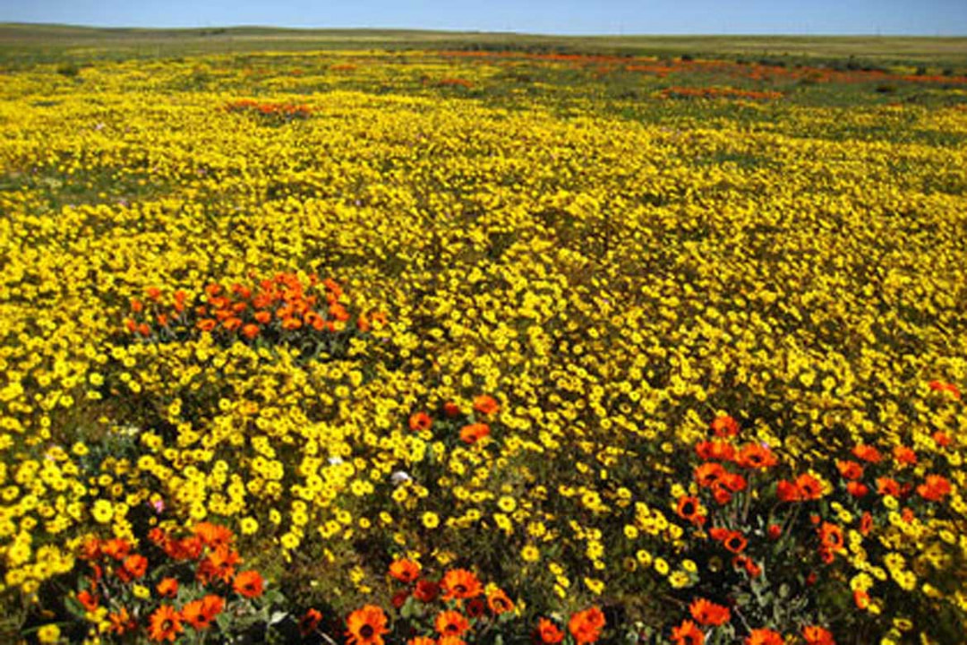 Kirstenbosch Botanical Garden