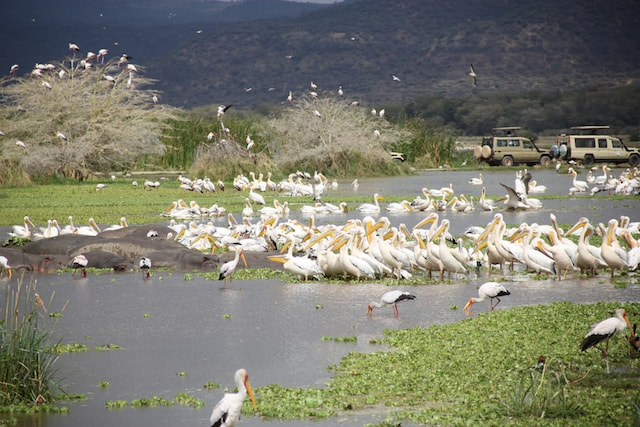 Lake Manyara National Safari  From Arusha