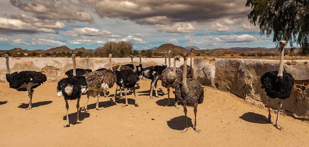 Ostrich Farm Tours