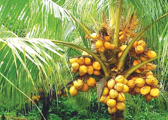 Refresh Yourself with an Orange Coconut