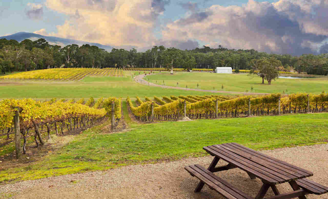 Yarra valley Melbourne2