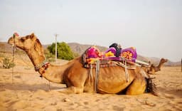 Camel Safari