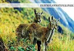 Eravikulam National Park