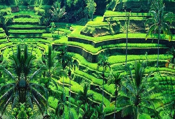 Kintamani And Ubud Village Tour