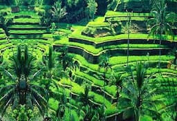 Kintamani And Ubud Village Tour