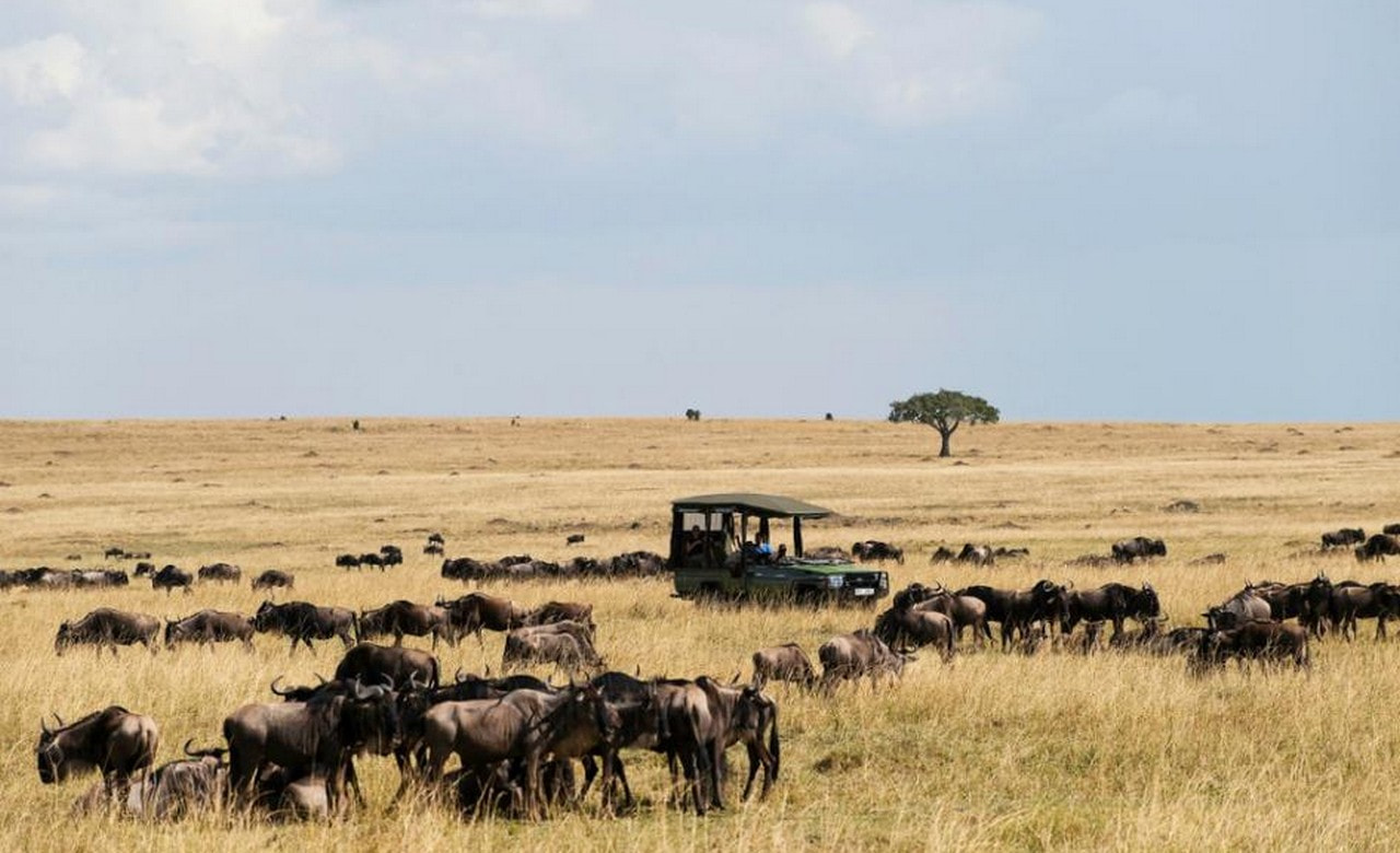 Masai Mara - 0