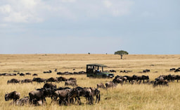Masai Mara - 0
