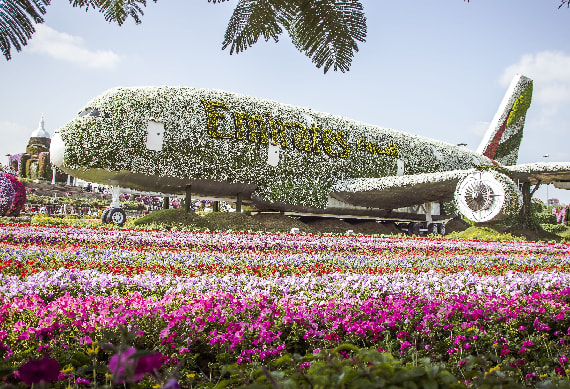 Miracle Garden 1 - O