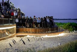 Penguin Parade