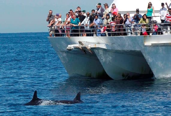 Port Stephens Dolphin Watch