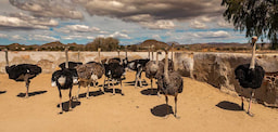 ostriches farm - 0