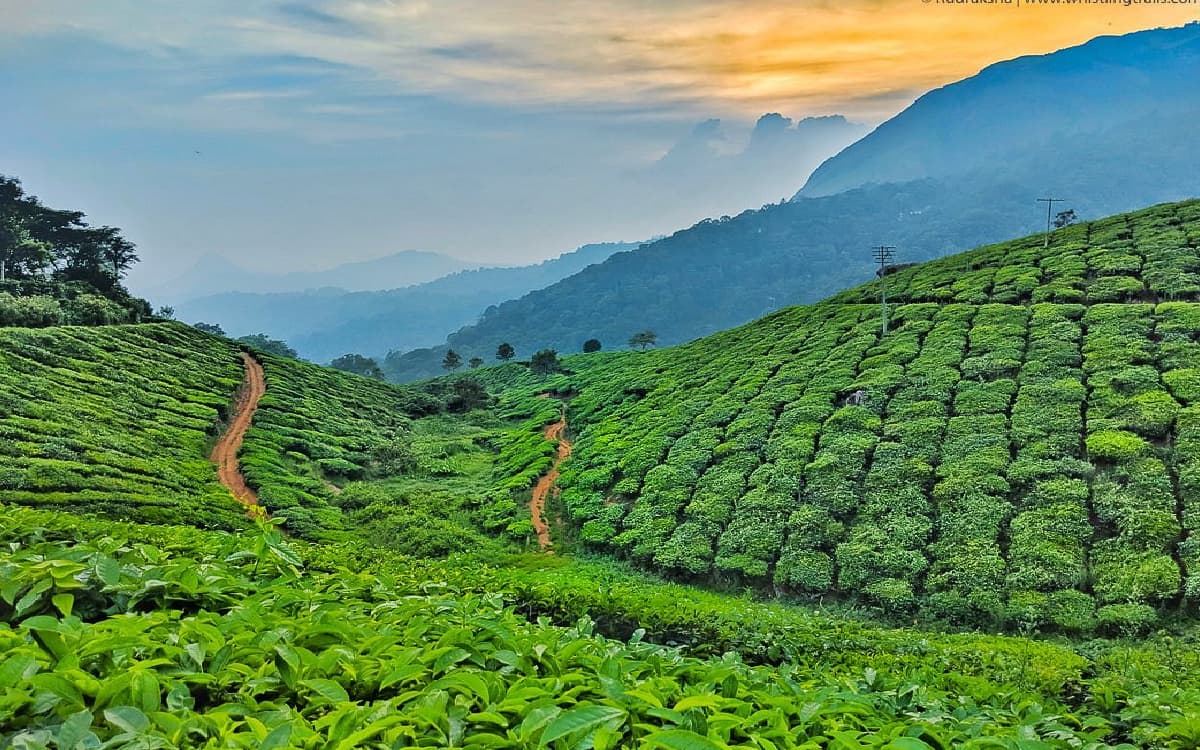 Tea Garden Kerala
