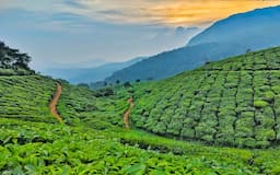 Tea Garden Kerala
