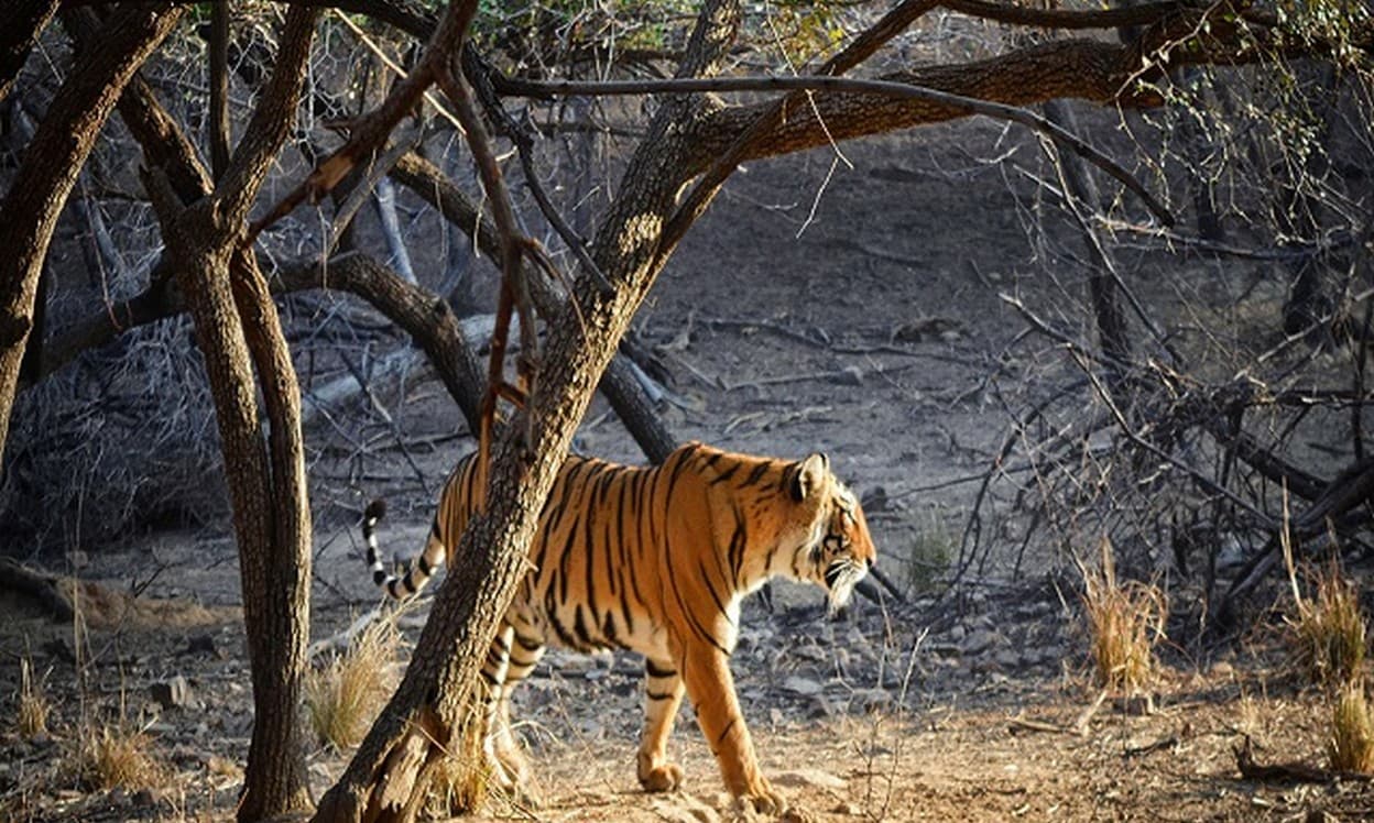 Ranthambhor National Park