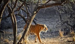 Ranthambhor National Park